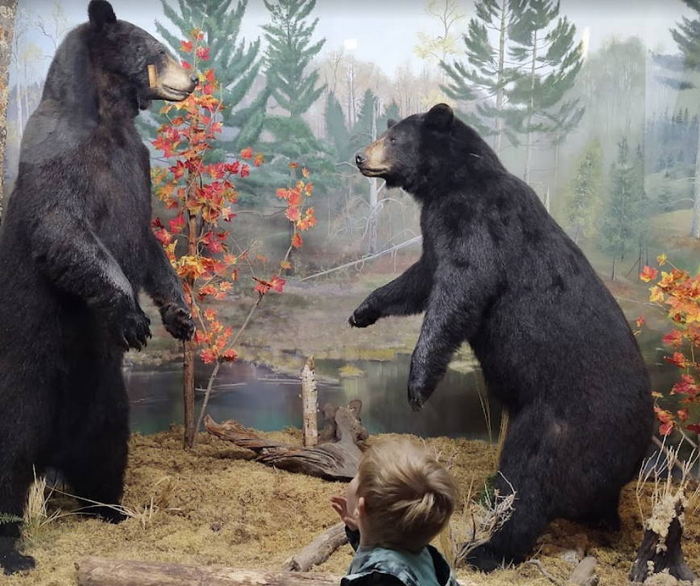 Call of the Wild - 2022 Photos (newer photo)